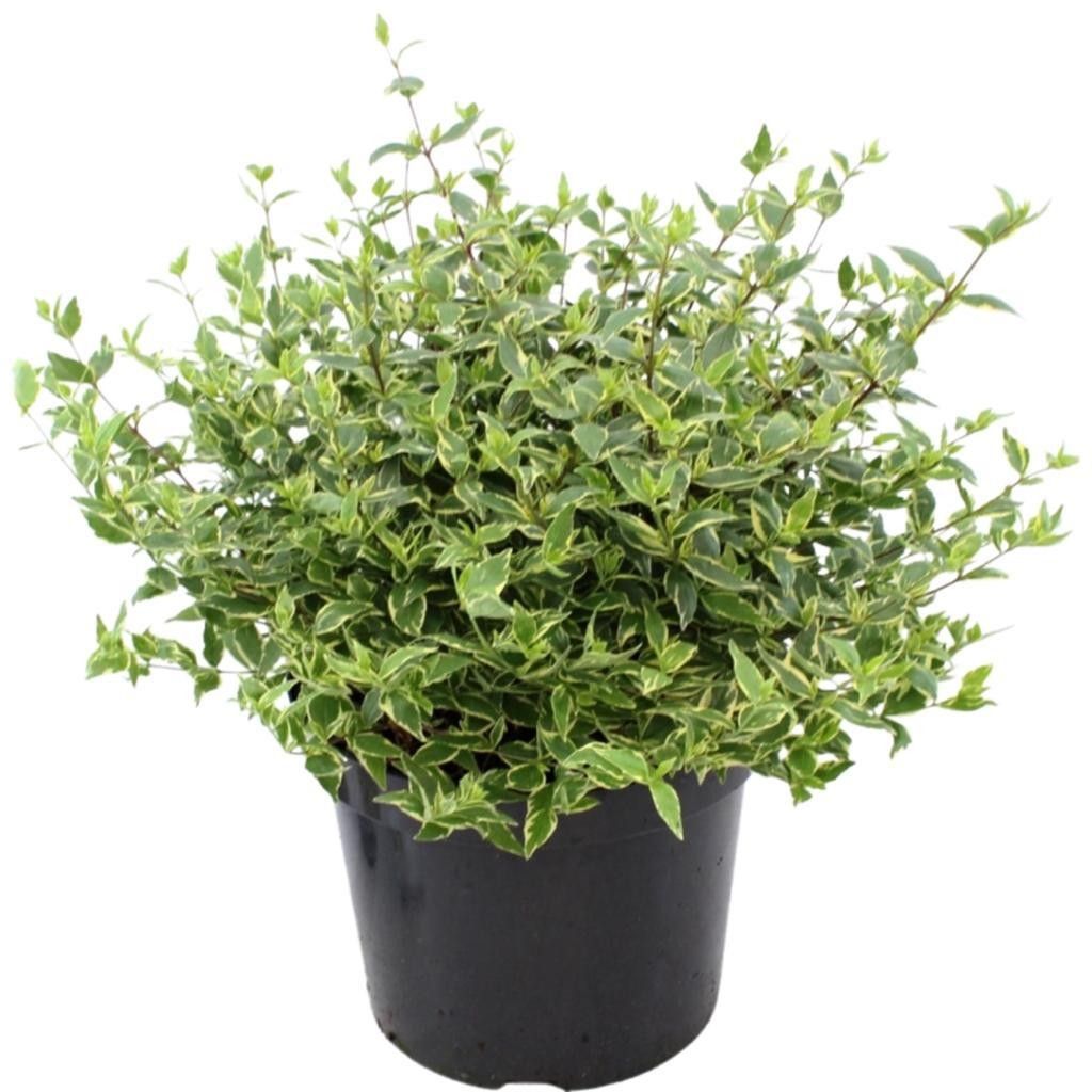 Abelia grandiflora Jelly Beans 40cm 19cm Pot