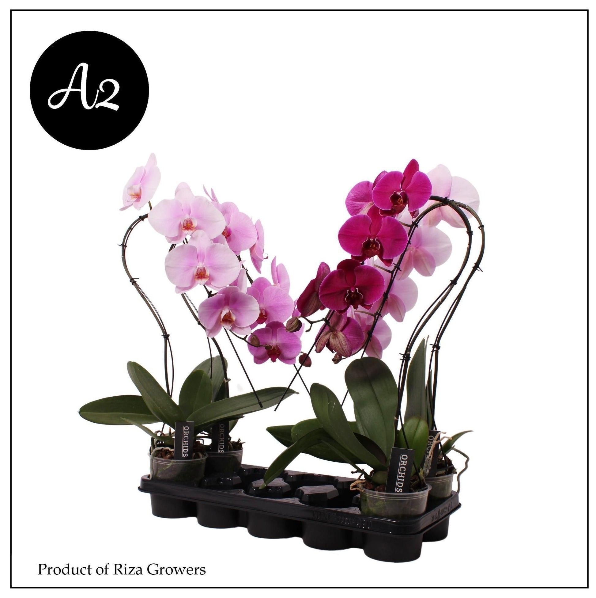 Phalaenopsis Duetto Swane mix 70cm 12cm Pot