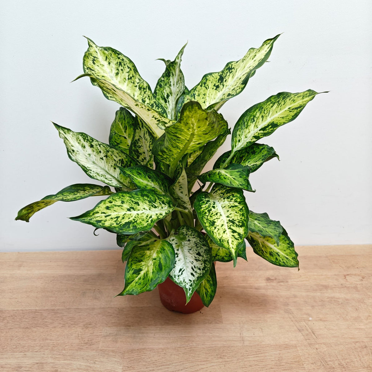Dieffenbachia Amy 30cm 12cm Pot