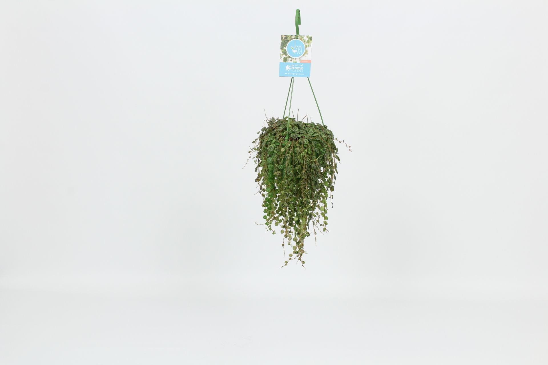 Peperomia prostrata 30cm 14cm Pot