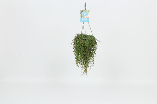 Peperomia prostrata 30cm 14cm Pot