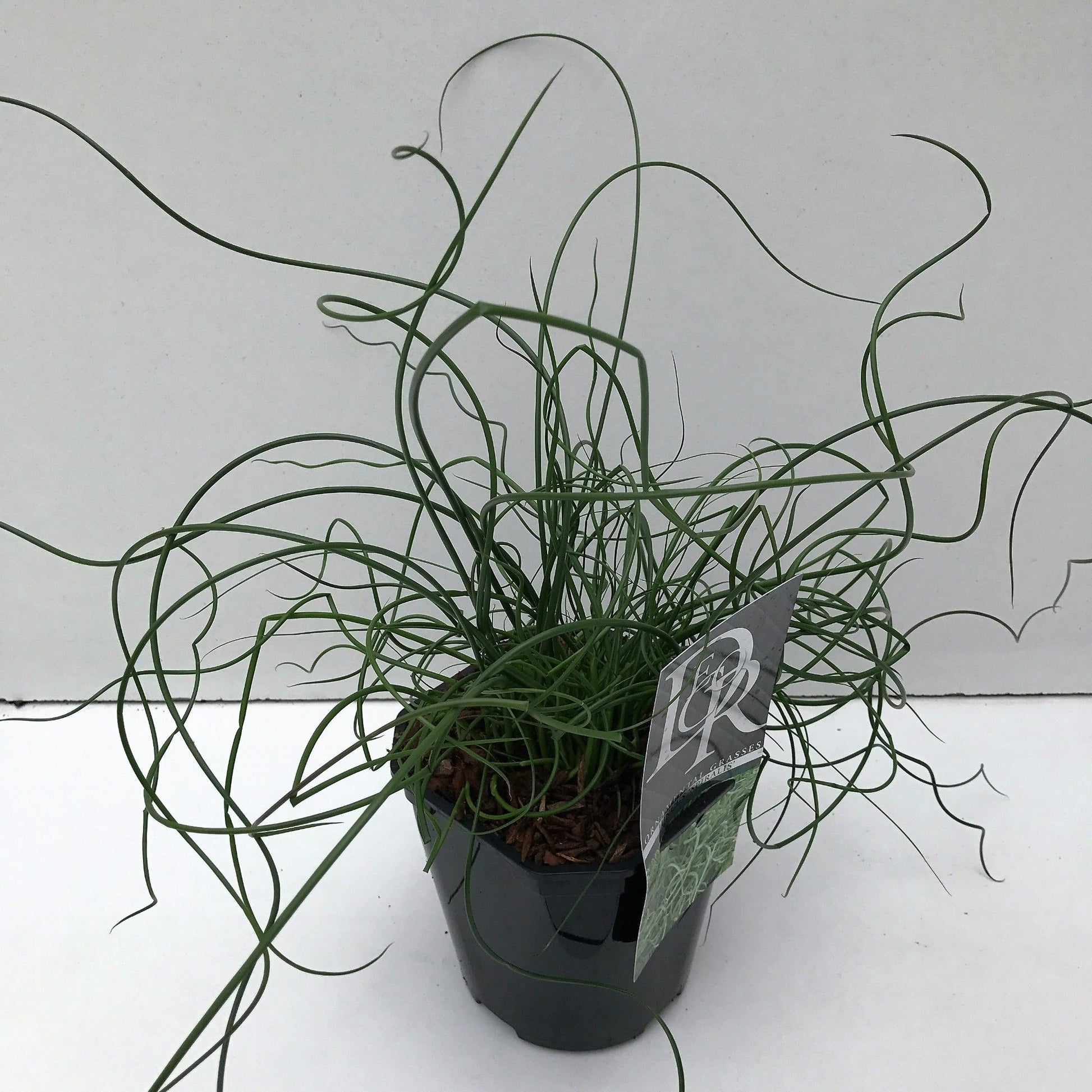 Juncus effusus Spiralis 30cm 17cm Pot