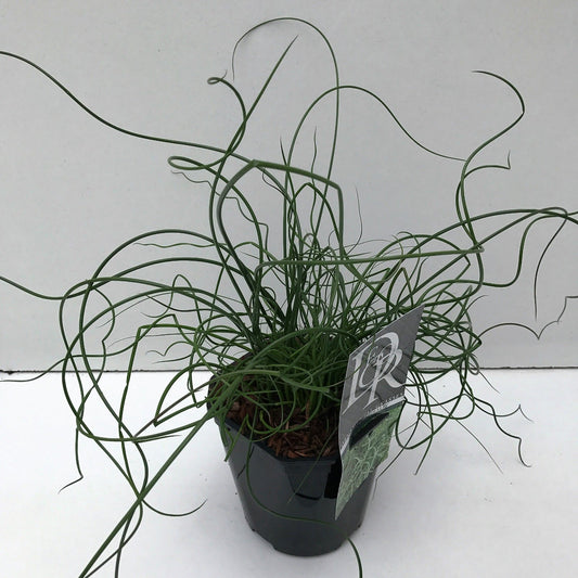 Juncus effusus Spiralis 30cm 17cm Pot