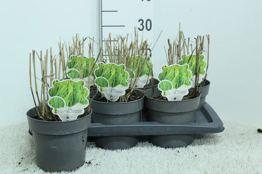 Panicum vir. Heavy Metal 30cm 17cm Pot