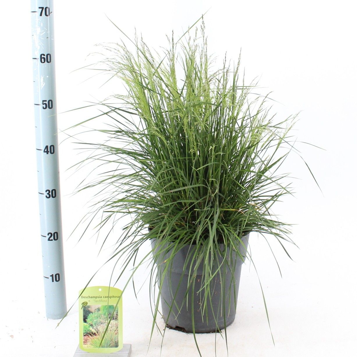 Deschampsia cespitosa 30cm 23cm Pot