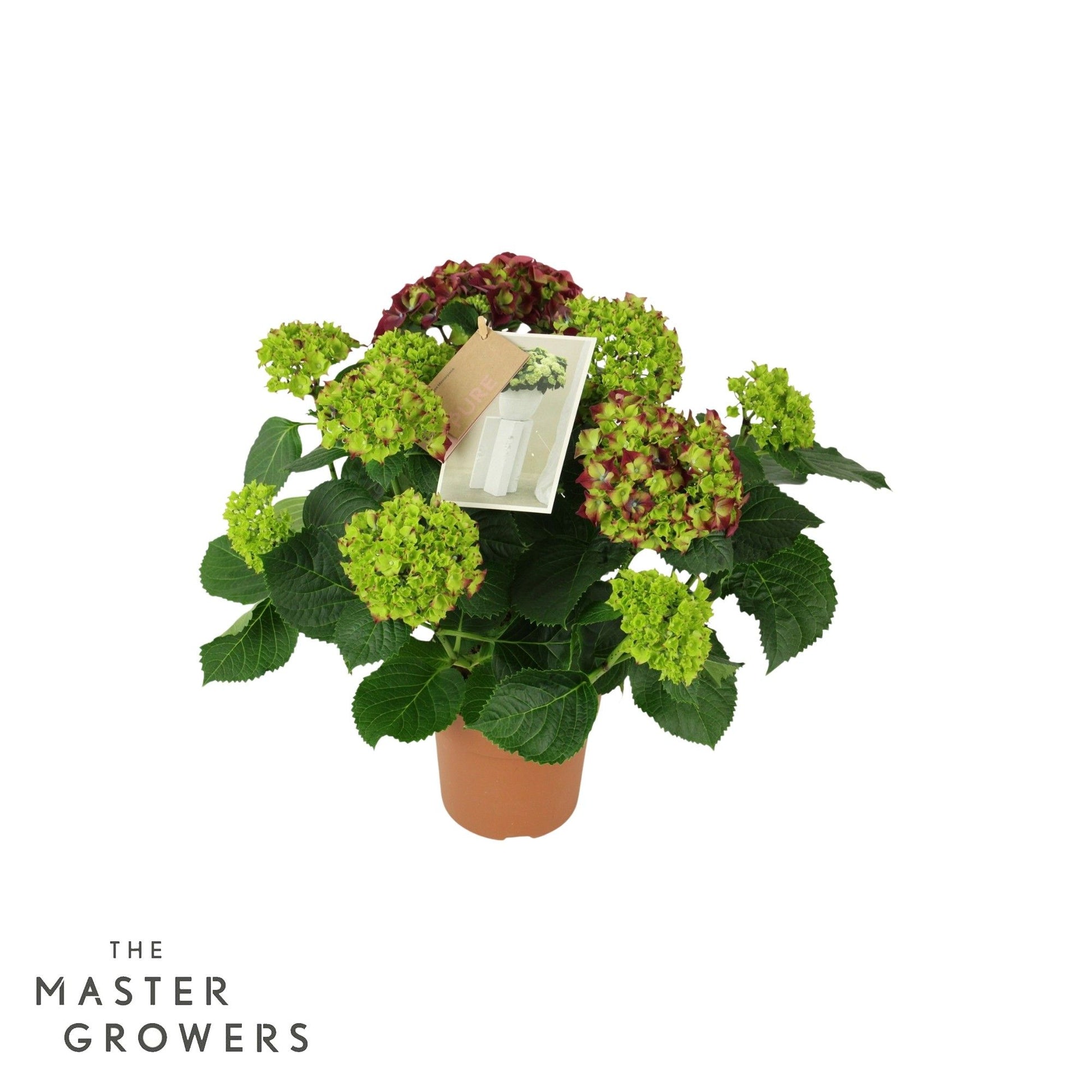 Hydrangea Hi Fire lila 40cm 14cm Pot