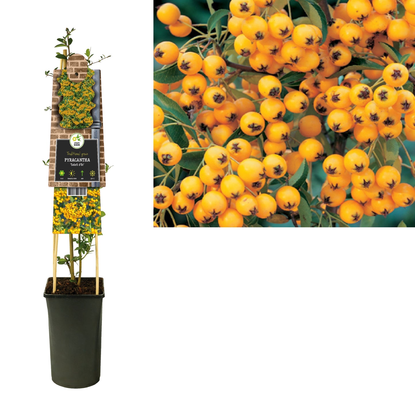 Pyracantha coc. Soleil d'Or 75cm 17cm Pot