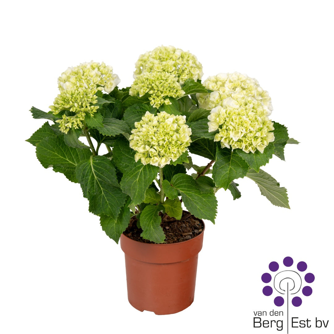 Hydrangea macrophylla 35cm 14cm Pot