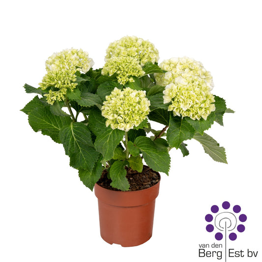Hydrangea macrophylla 35cm 14cm Pot