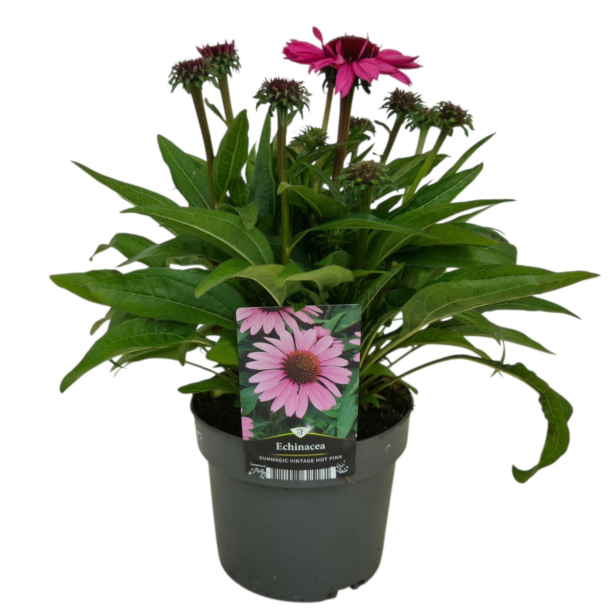 Echinacea Sunmagic Vintage Hot Pink 45cm 17cm Pot