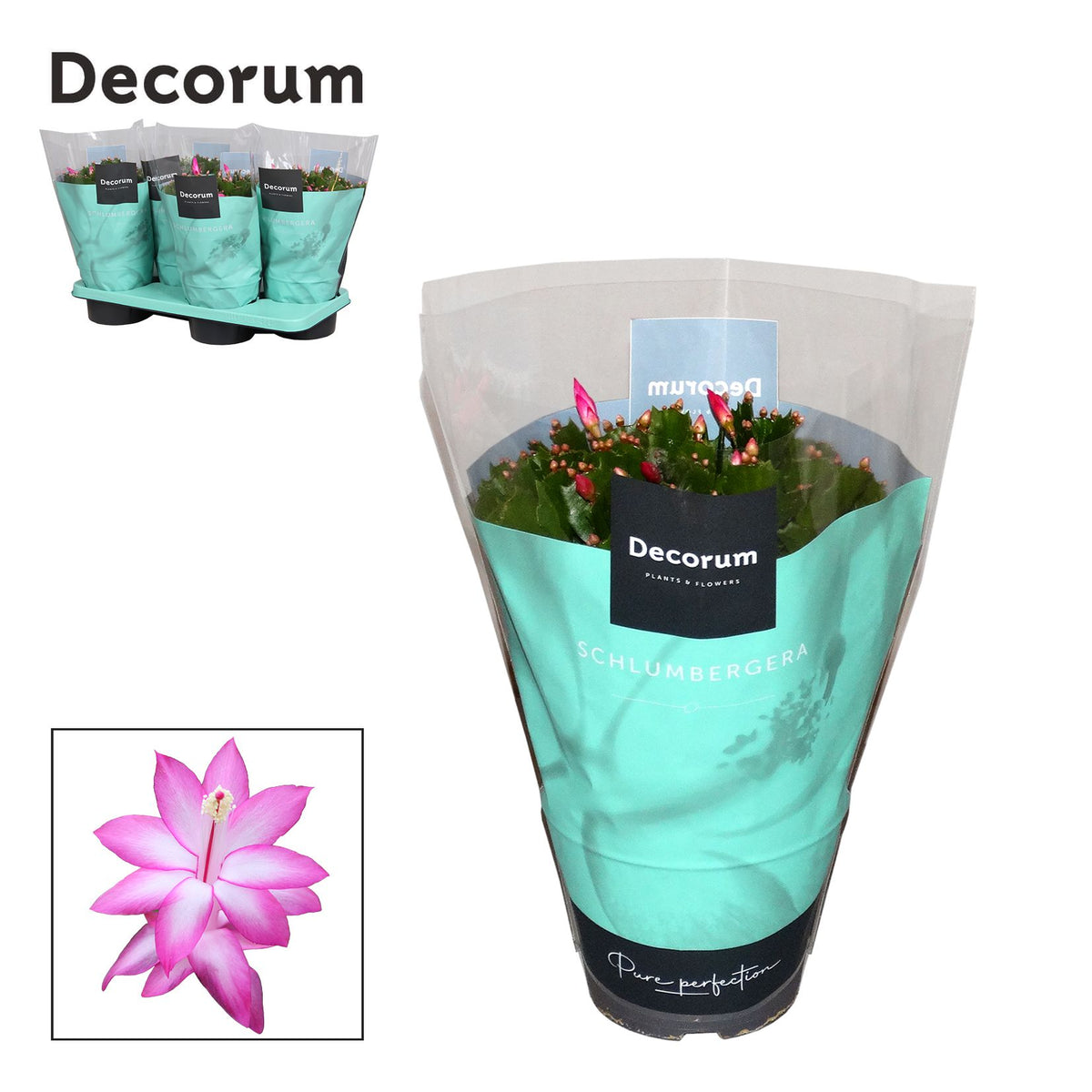 Schlumbergera purple 32cm 17cm Pot
