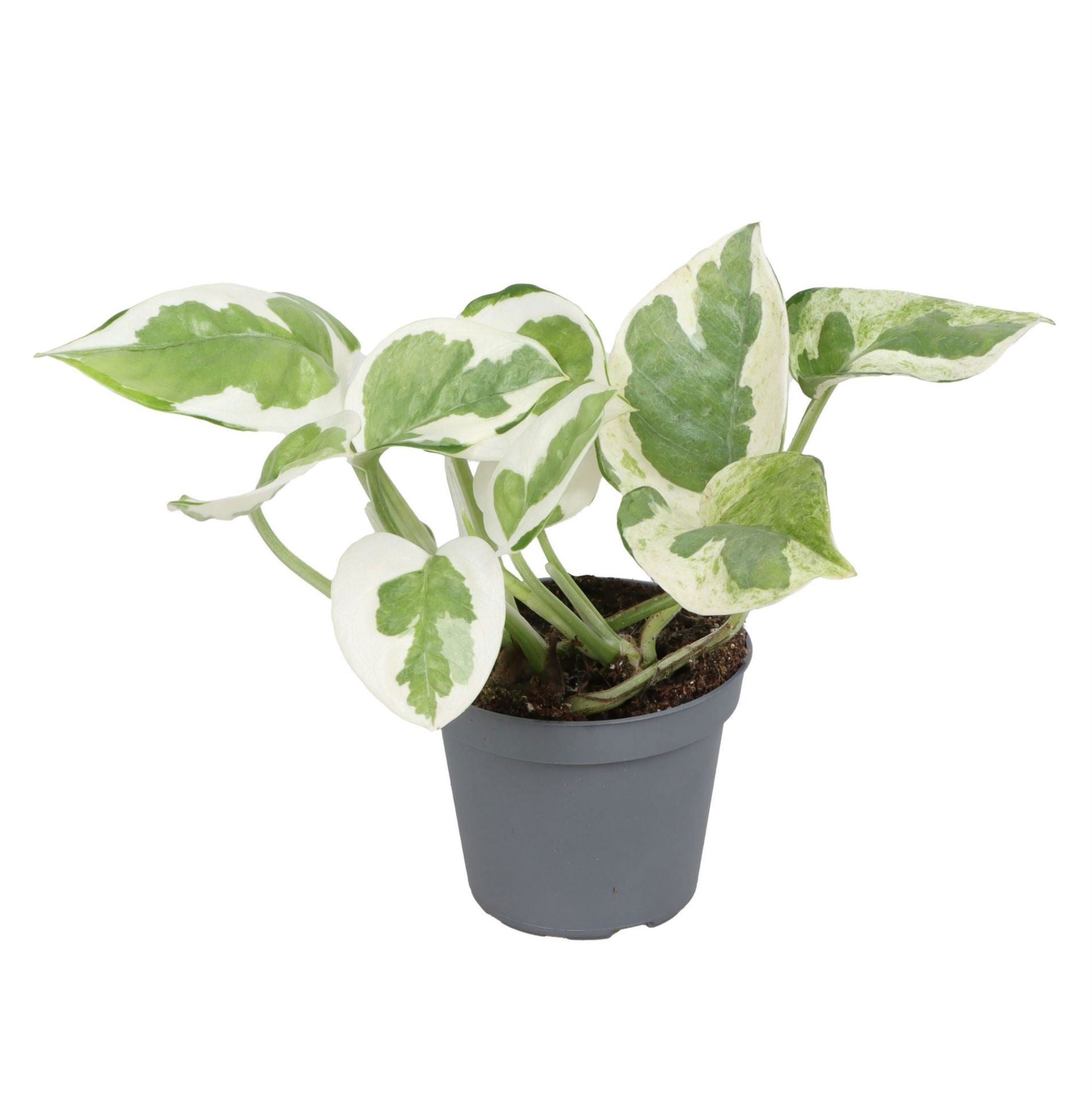 Epipremnum Aureum Njoy 10cm 6cm Pot