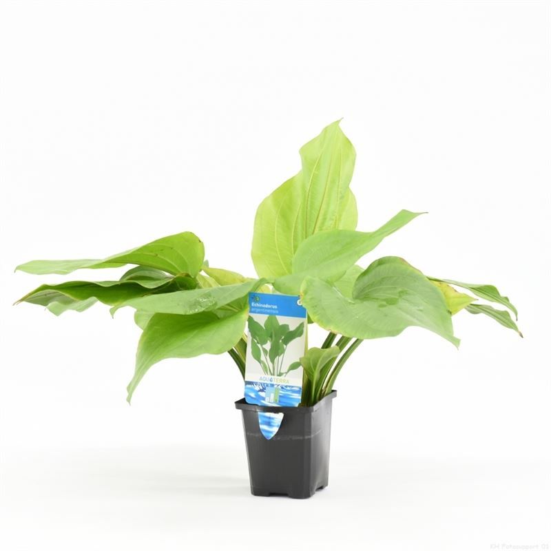 Echinodorus magdalenensis 15cm 9cm Pot