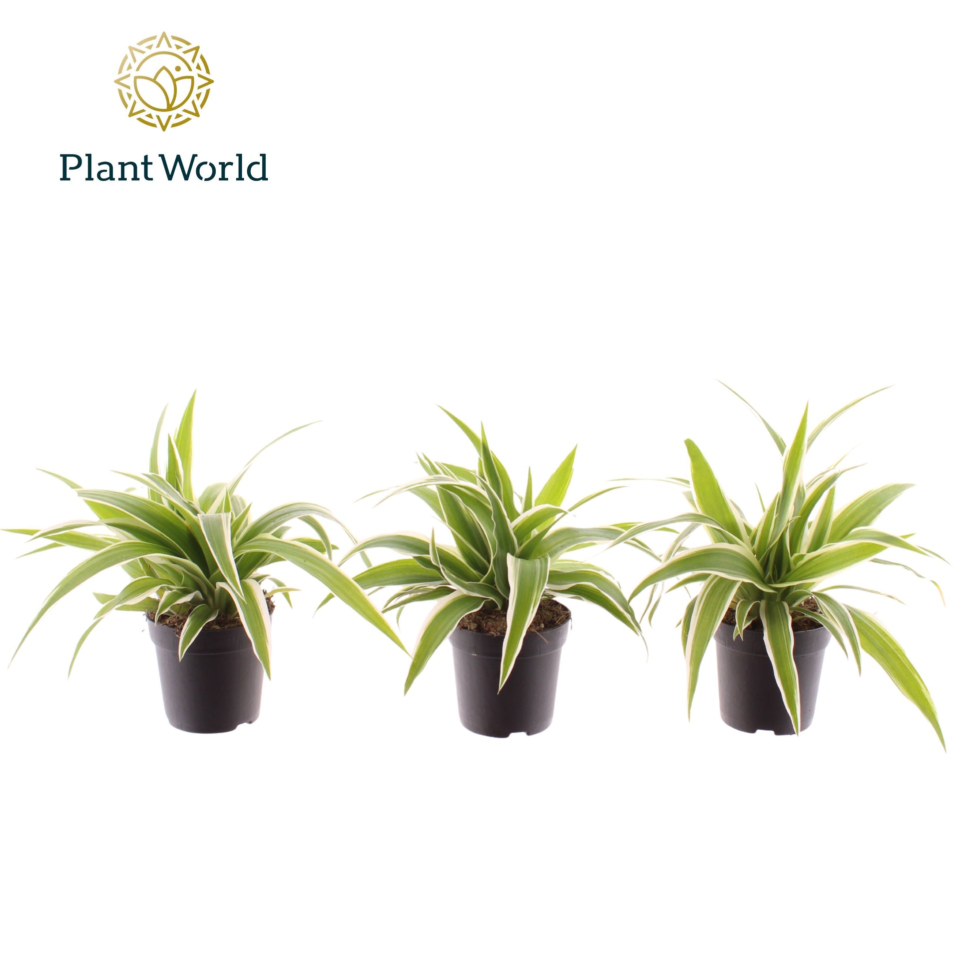 Chlorophytum Ocean 15cm 7cm Pot