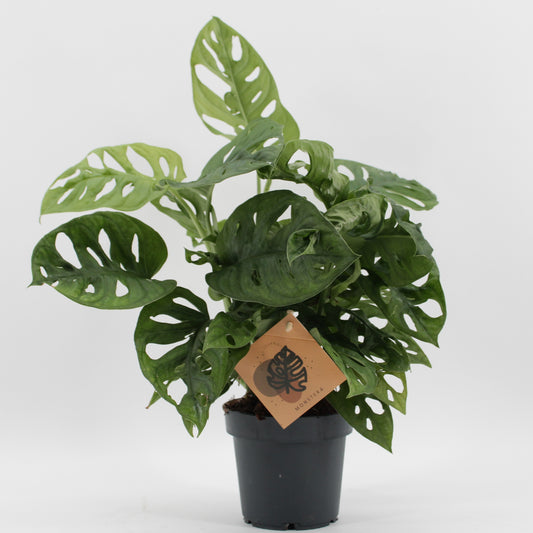 Monstera Monkey Leaf 25cm 12cm Pot