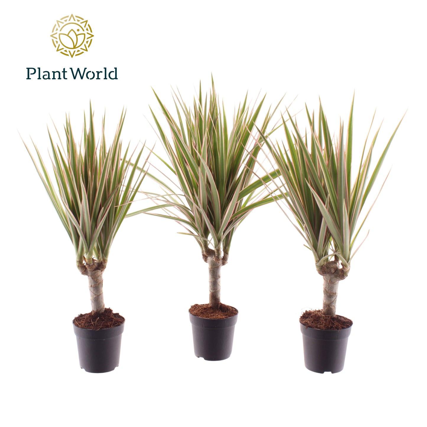Dracaena Bicolor 35cm 7cm Pot