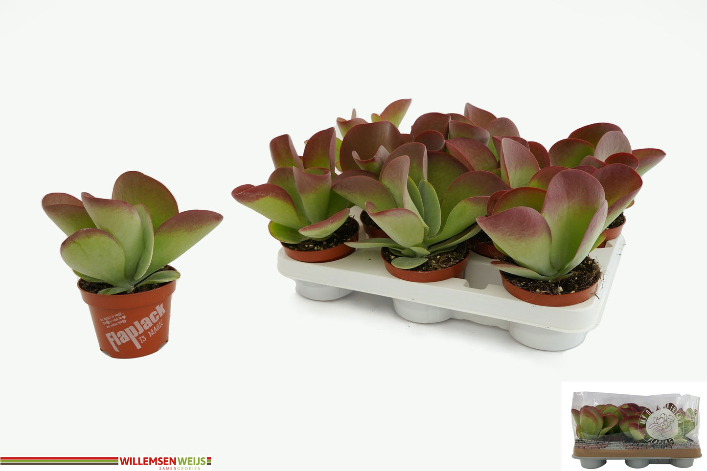 Kalanchoe thyrsiflora 19cm 510cm Pot