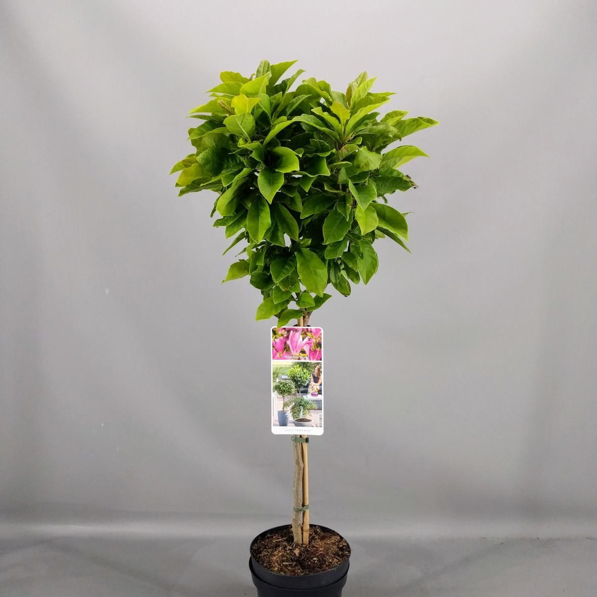Magnolia sou. Susan 85cm 19cm Pot