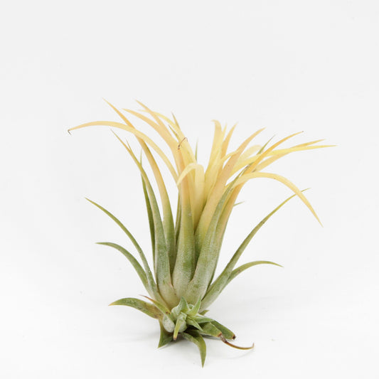 Tillandsia Creative yellow 7cm 998cm Pot