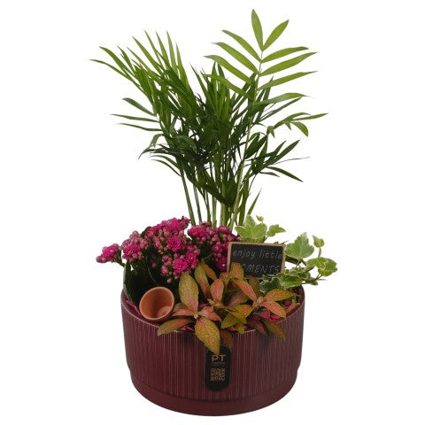 PTIB5123 Arrangementen kamerplanten 36cm 19cm Pot