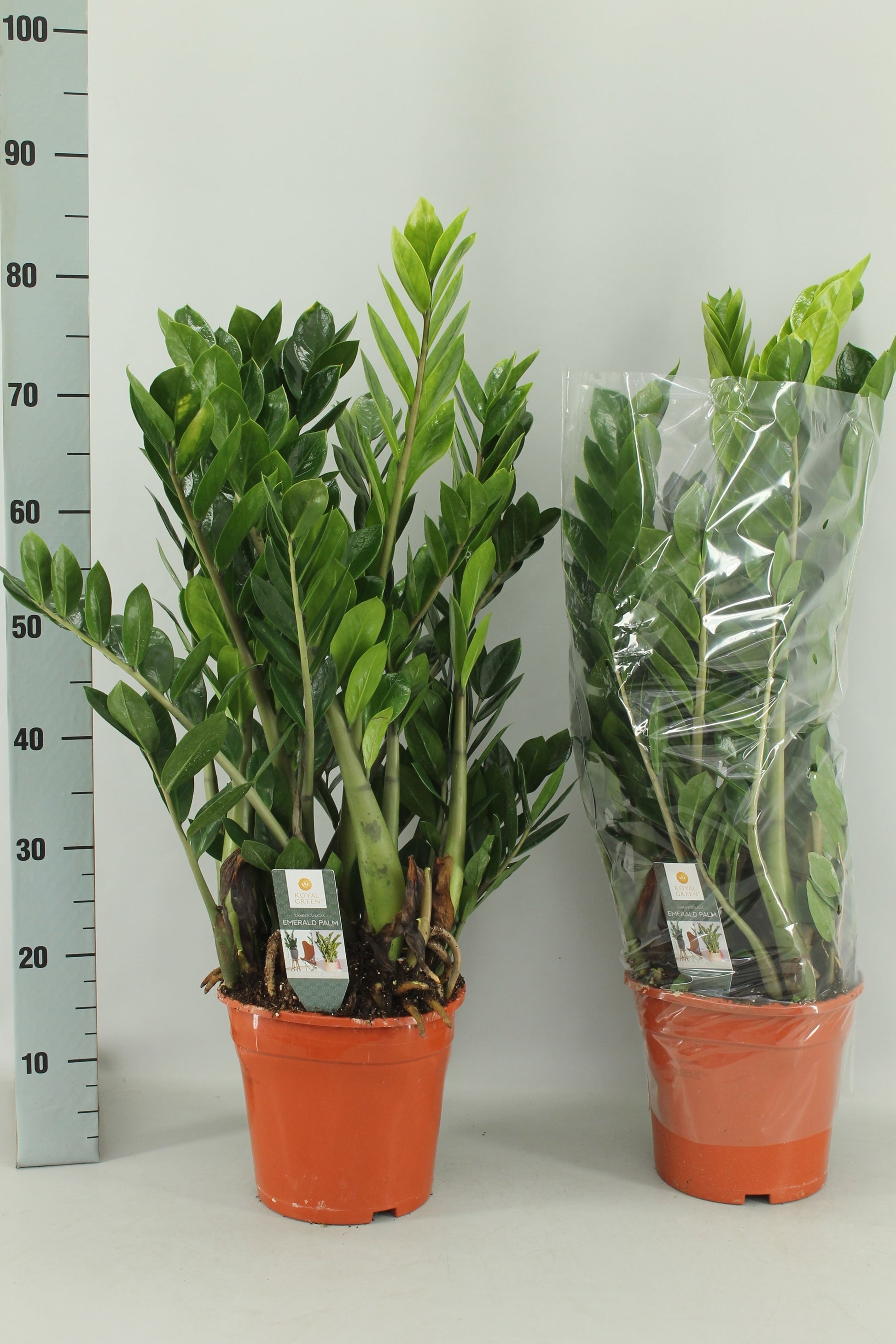 Zamioculcas zamiifolia 80cm 21cm Pot