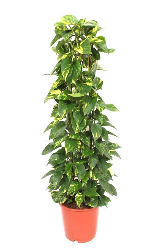 Epipremnum pinnatum Aureum column 110cm 24cm Pot