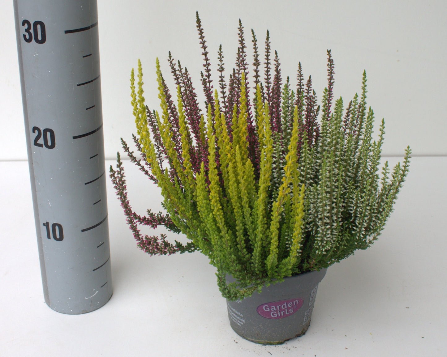 Calluna Garden Girls trio 25cm 12cm Pot