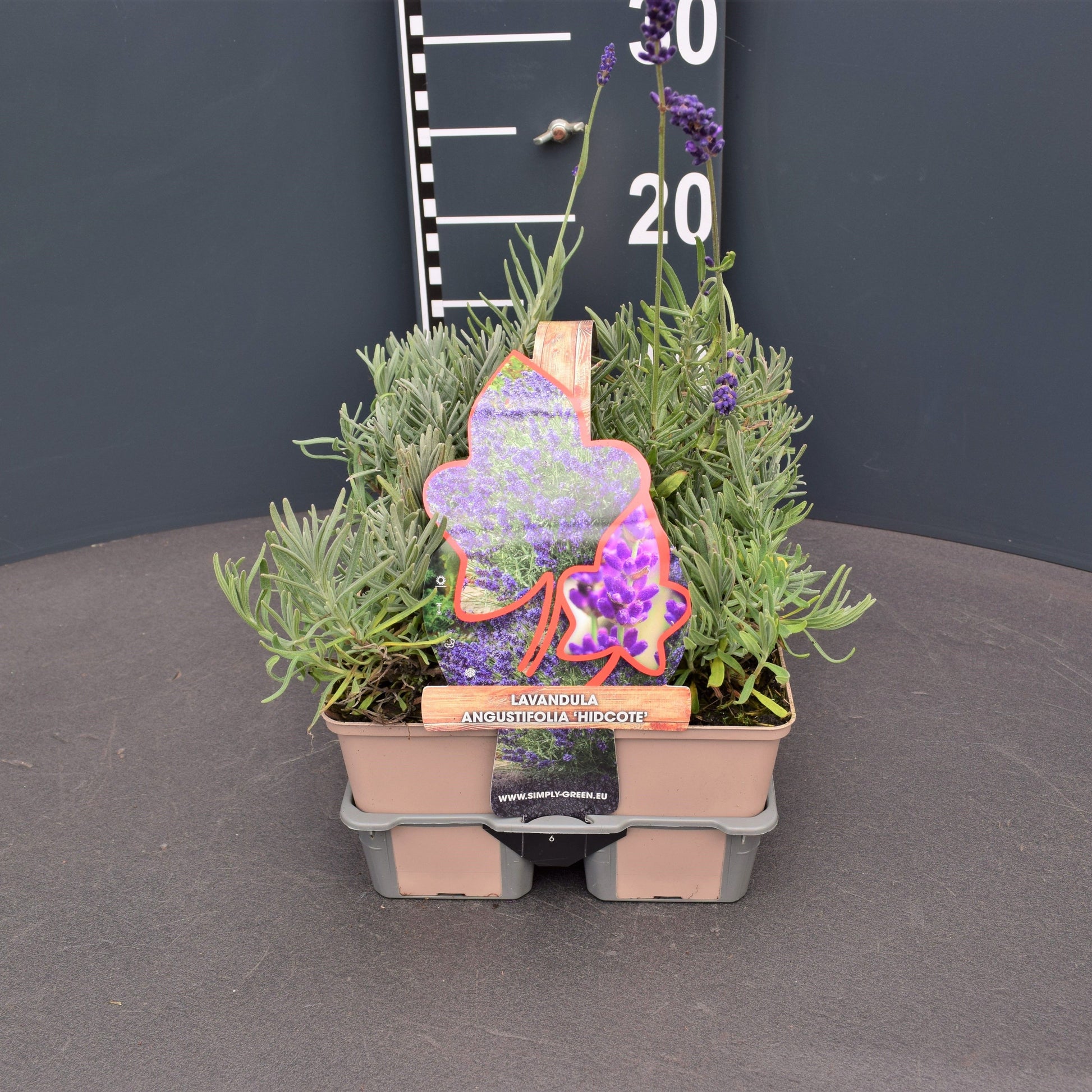 Lavandula Hidcote 6-pack 5cm 9cm Pot