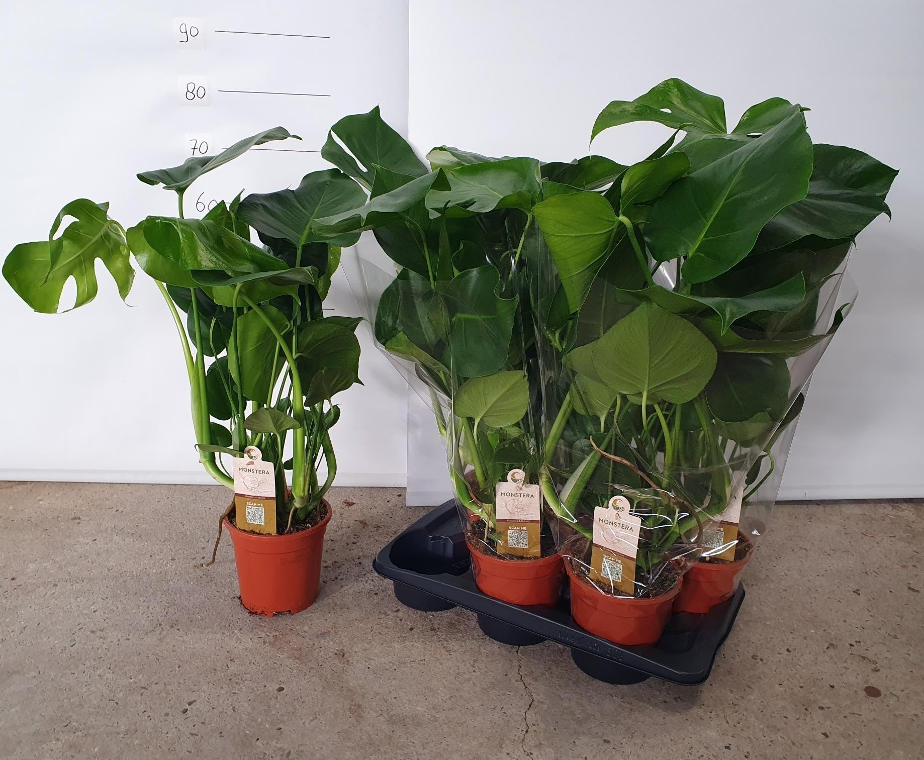 Monstera deliciosa 75cm 17cm Pot