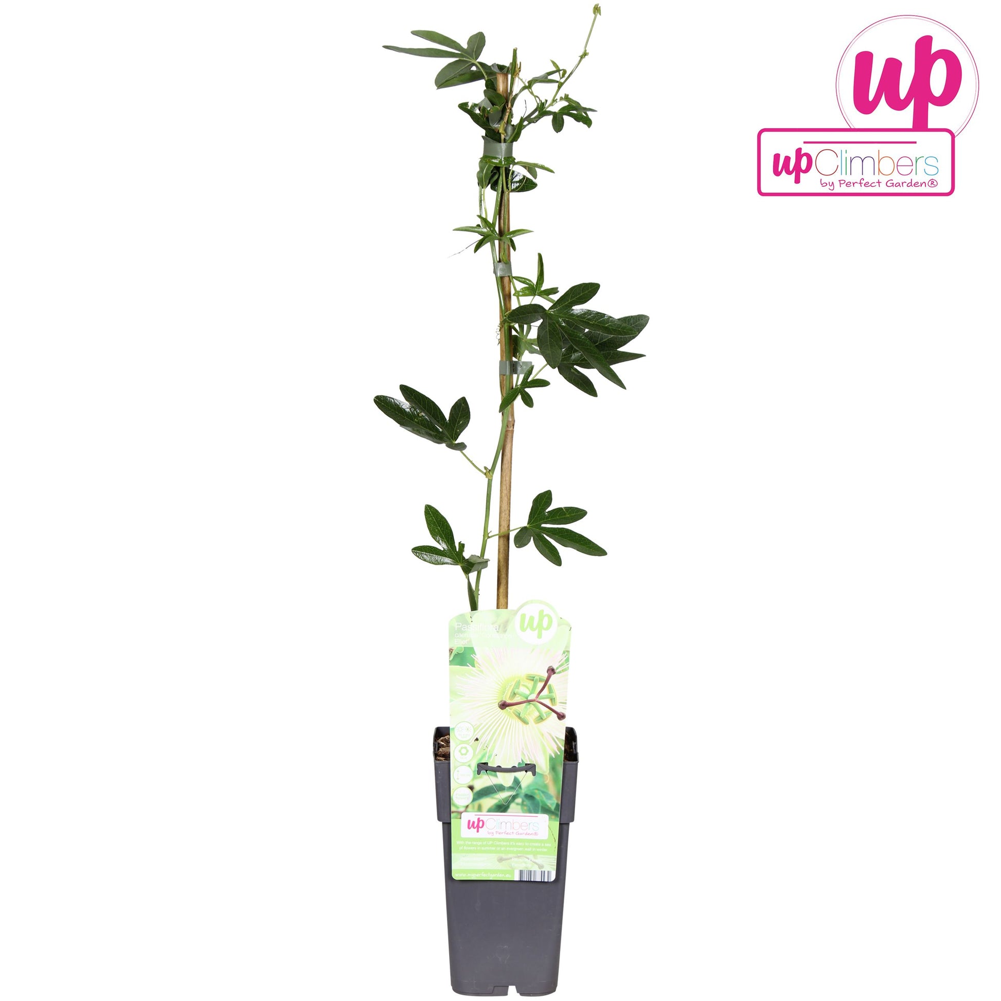 Passiflora Constance Elliot 65cm 15cm Pot