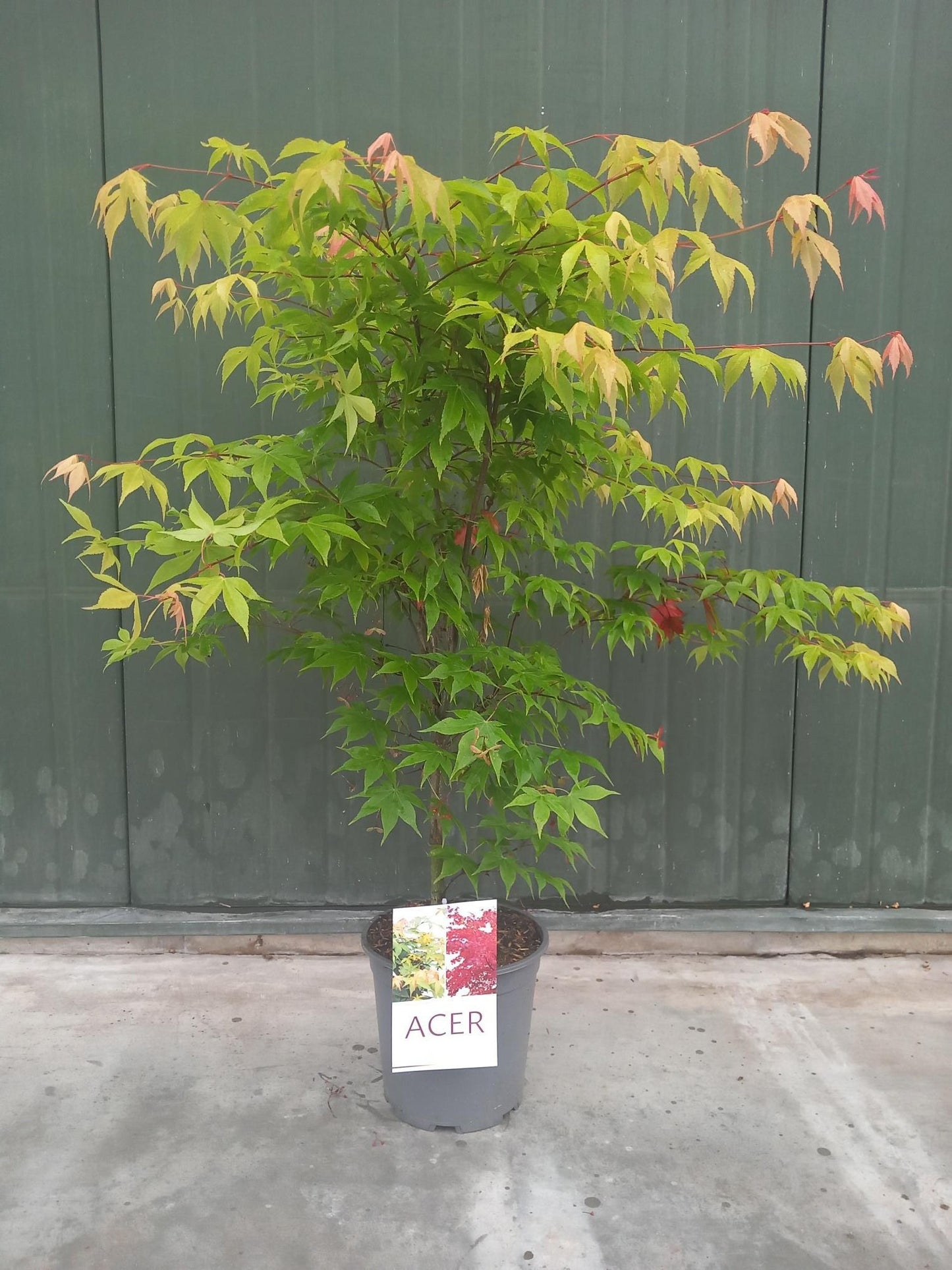 Acer palm. Osakazuki 80cm 24cm Pot