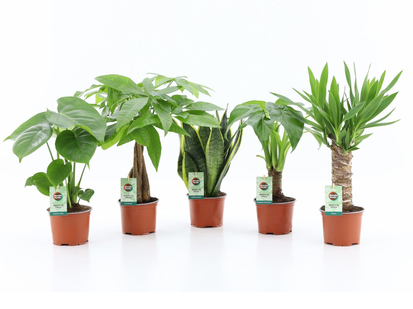 Tropical green mix 35cm 12cm Pot