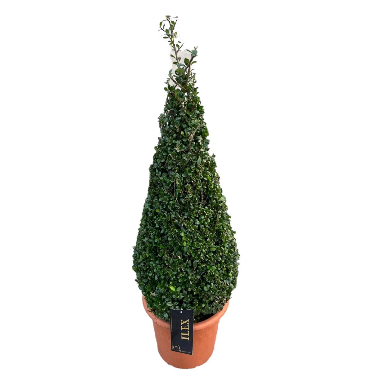 Ilex mix 85cm 28cm Pot