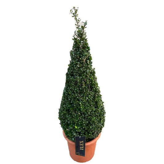 Ilex mix 85cm 28cm Pot