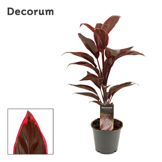 Cordyline frut. Mambo 40cm 12cm Pot