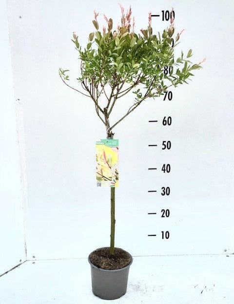 Salix int. Hakuro Nishiki 80cm 17cm Pot