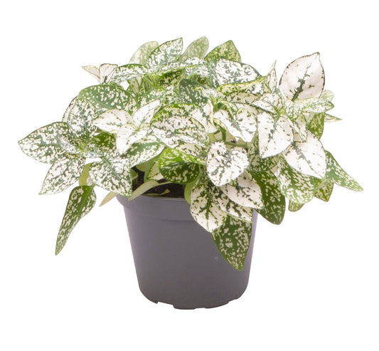 Hypoestes white 12cm 6cm Pot