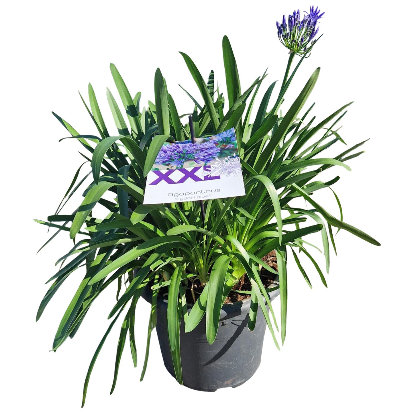 Agapanthus Eydori Blue 90cm 40cm Pot