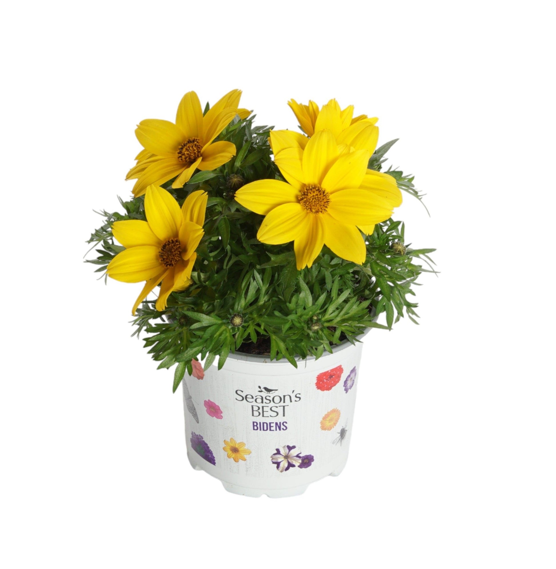 Bidens Hybrid 15cm 510cm Pot