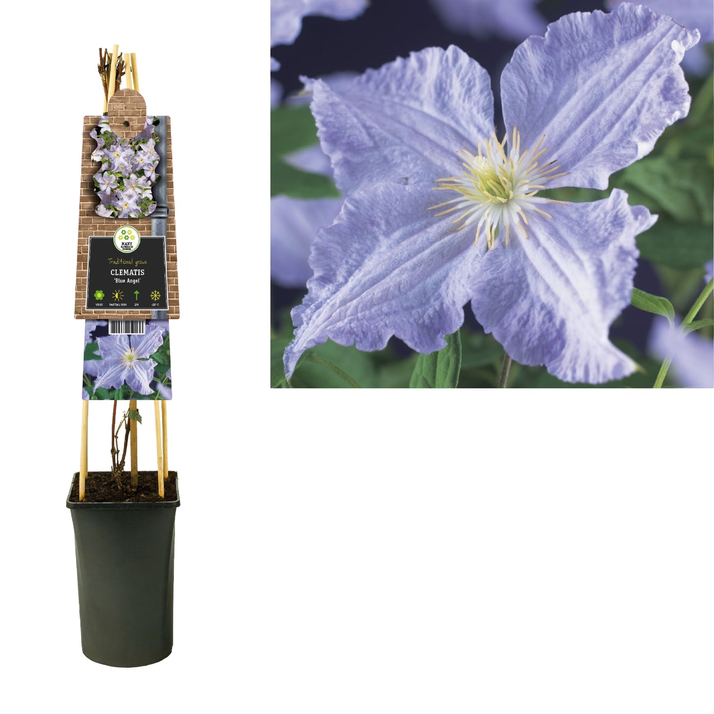 Clematis Blue Angel 75cm 17cm Pot