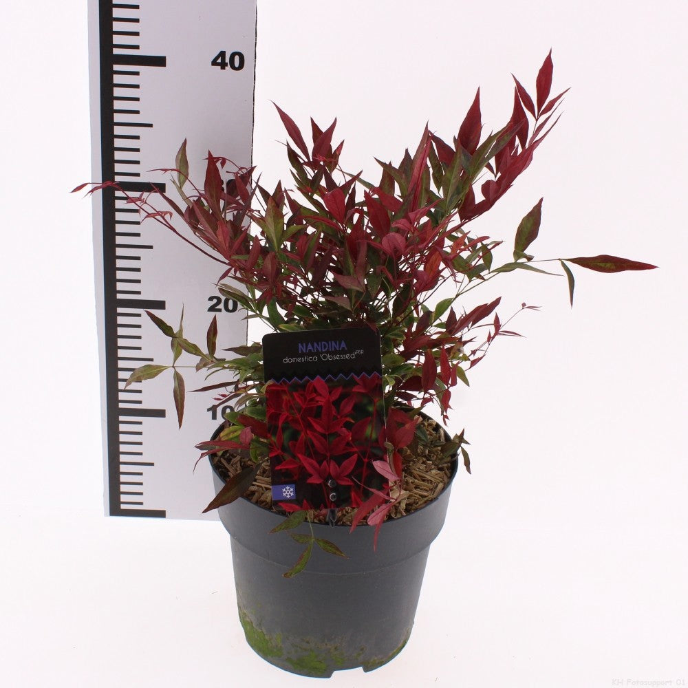Nandina domestica Obsessed 55cm 19cm Pot