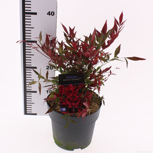 Nandina domestica Obsessed 55cm 19cm Pot