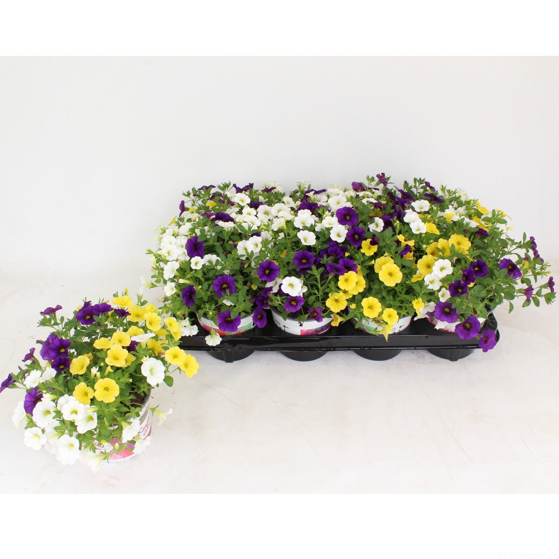 Calibrachoa Confetti Nani Hoku Star 25cm 13cm Pot