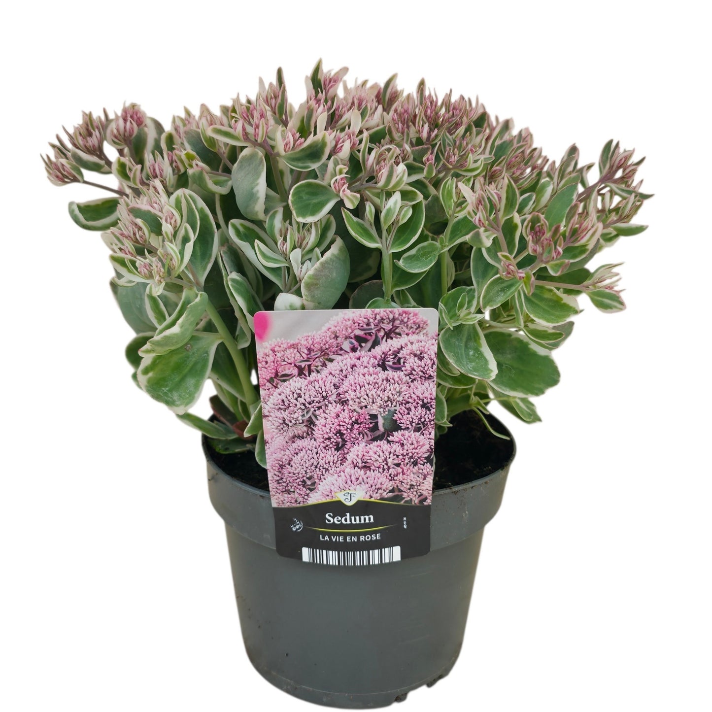 Sedum Seduction La Vie en Rose 30cm 17cm Pot