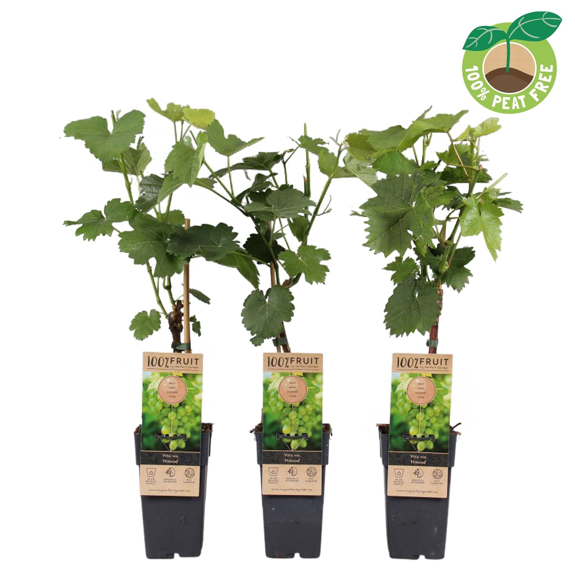 Vitis vinifera Himrod (Seedless White Grape) 50cm 15cm Pot