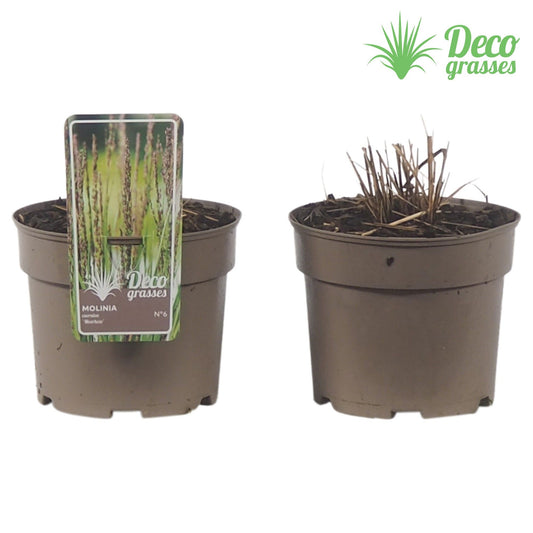 Molinia cae. Moorhexe 30cm 19cm Pot