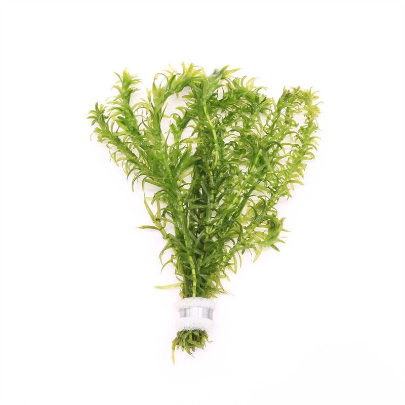 Elodea densa (bos) 10cm 2cm Pot