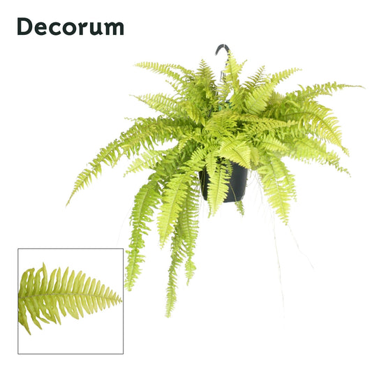 Nephrolepis Blonde 45cm 17cm Pot