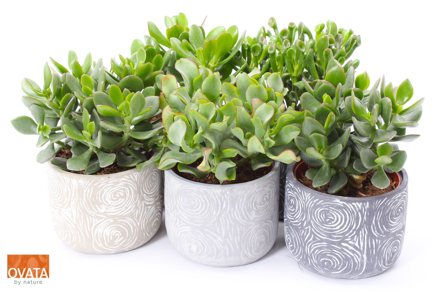 Ovata BV Crassula mix Pack of 5