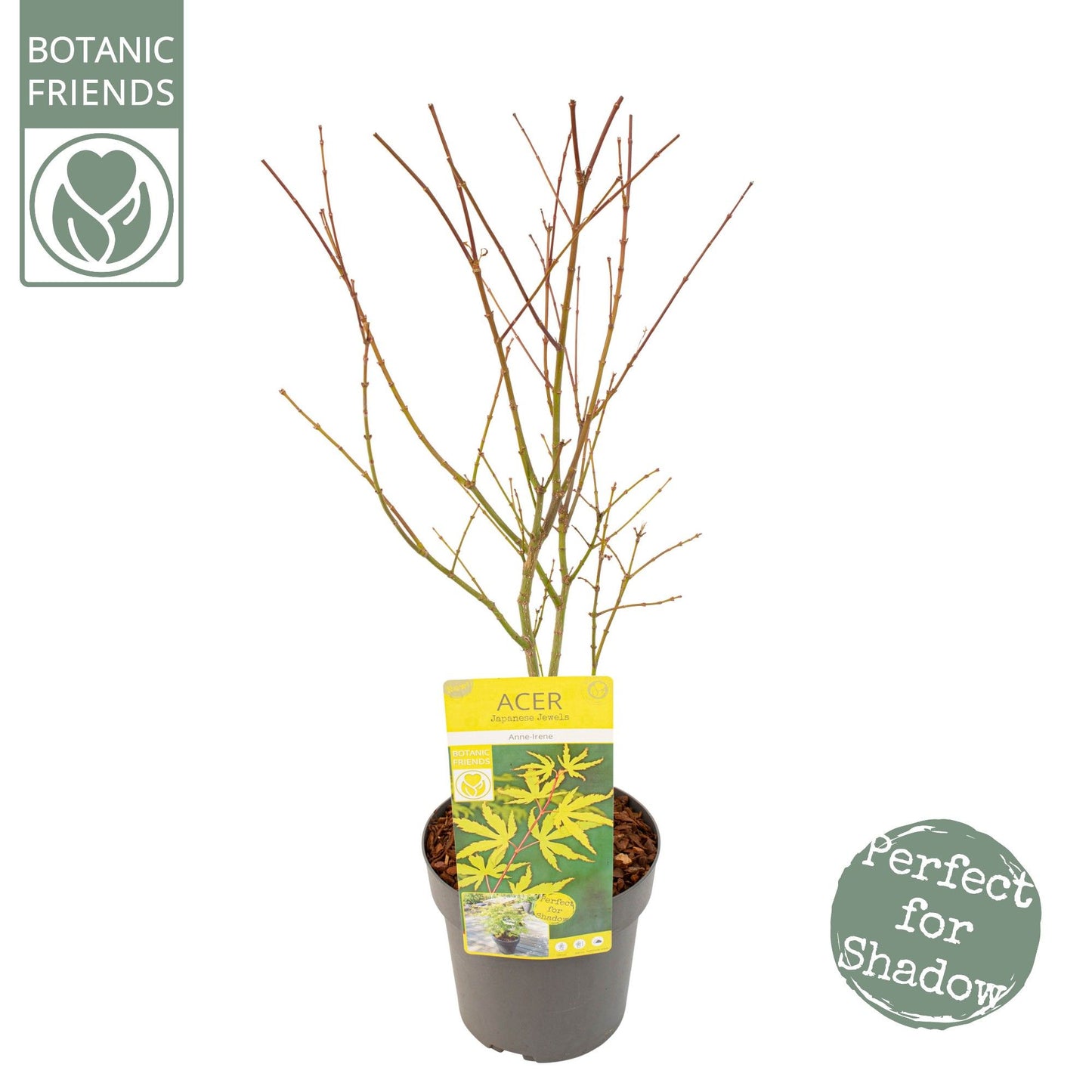 Acer palm. Anne Irene 65cm 19cm Pot